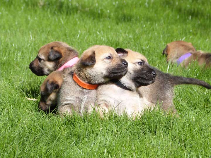 chinook dog